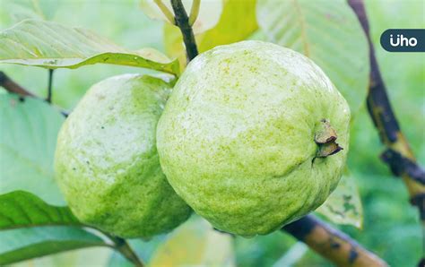 榕樹芭樂可以吃嗎|芭樂吃太多會造成便秘？芭樂的10大功效以及食用禁忌